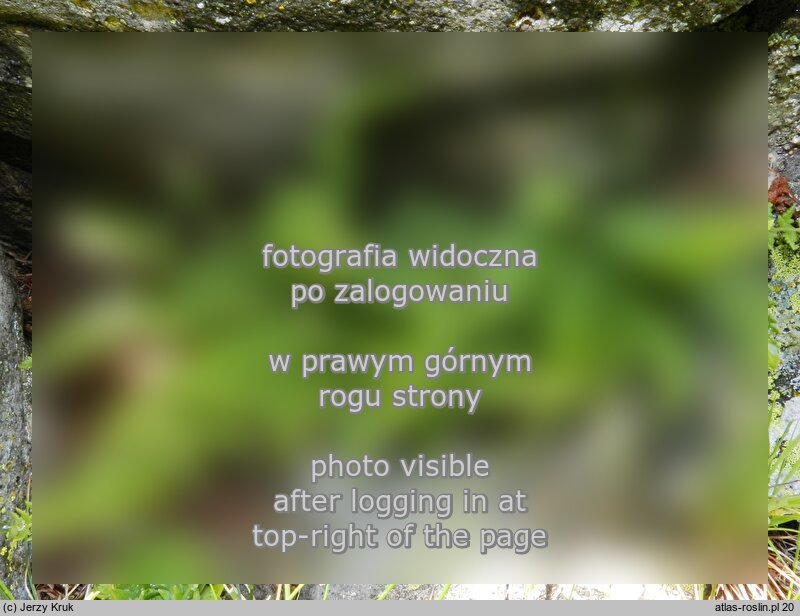 Woodsia ilvensis (rozrzutka brunatna)