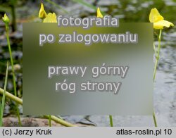 Utricularia ochroleuca (pływacz krótkoostrogowy)