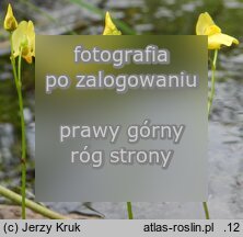 Utricularia ochroleuca (pływacz krótkoostrogowy)