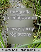 Utricularia ochroleuca (pływacz krótkoostrogowy)