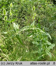 Dipsacus sylvestris (szczeć pospolita)