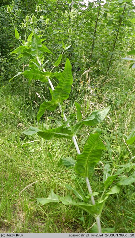 Dipsacus sylvestris (szczeć pospolita)