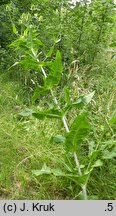 Dipsacus sylvestris (szczeć pospolita)