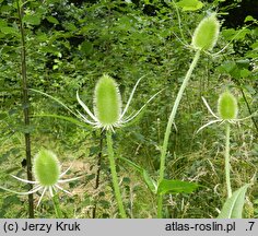 Dipsacus sylvestris (szczeć pospolita)