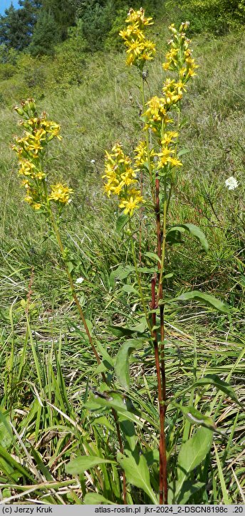 Solidago virgaurea (nawłoć pospolita)