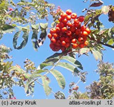 Sorbus aucuparia (jarząb pospolity)