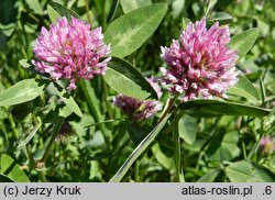 Trifolium pratense (koniczyna łąkowa)