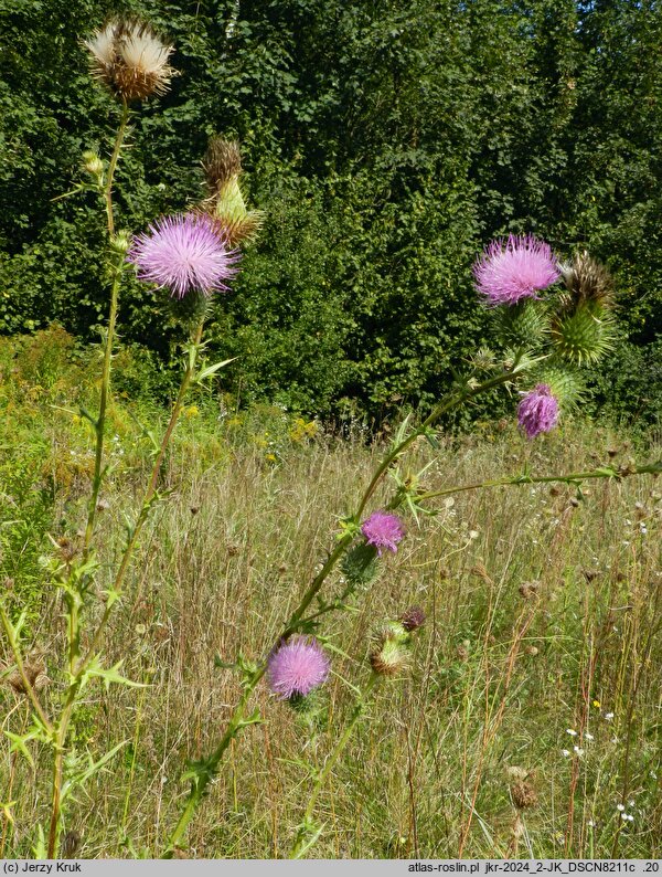 Cirsium vulgare (ostrożeń lancetowaty)