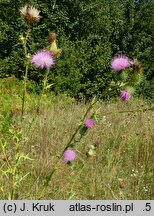 Cirsium vulgare (ostrożeń lancetowaty)