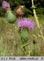 Cirsium vulgare (ostrożeń lancetowaty)