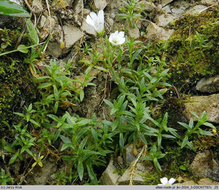 Cerastium tatrae (rogownica Raciborskiego)