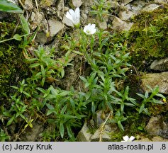 Cerastium tatrae (rogownica Raciborskiego)