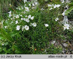 Cerastium tatrae (rogownica Raciborskiego)