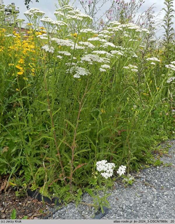 Achillea millefolium s.str. (krwawnik pospolity (s.str.))