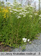 Achillea millefolium s.str. (krwawnik pospolity (s.str.))