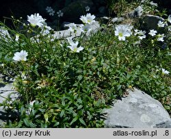 Cerastium tatrae (rogownica Raciborskiego)