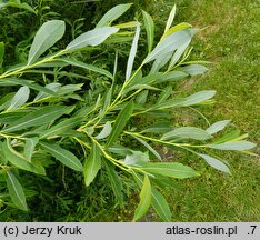 Salix purpurea (wierzba purpurowa)