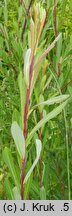 Salix purpurea (wierzba purpurowa)