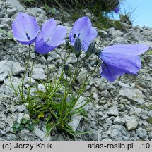 Campanula polymorpha (dzwonek wąskolistny)