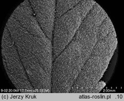 Potentilla argentea agg. (pięciornik srebrny  agg.)