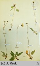 Hieracium incisum (jastrzębiec wciętolistny)