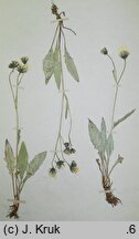 Hieracium liptoviense (jastrzębiec liptowski)