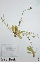 Pilosella macrostolona (kosmaczek długorozłogowy)