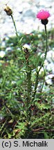 Carduus ×lobulatus (oset klapowany)