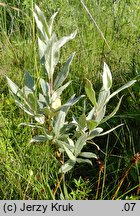 Salix lapponum (wierzba lapoÅ„ska)