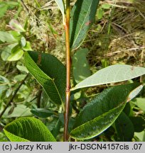 Salix myrtilloides (wierzba borówkolistna)