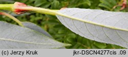 Salix daphnoides (wierzba wawrzynkowa)