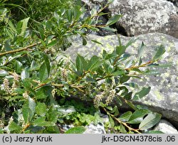 Salix bicolor (wierzba dwubarwna)
