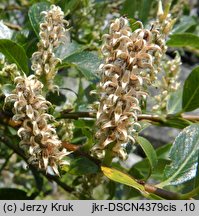 Salix bicolor (wierzba dwubarwna)