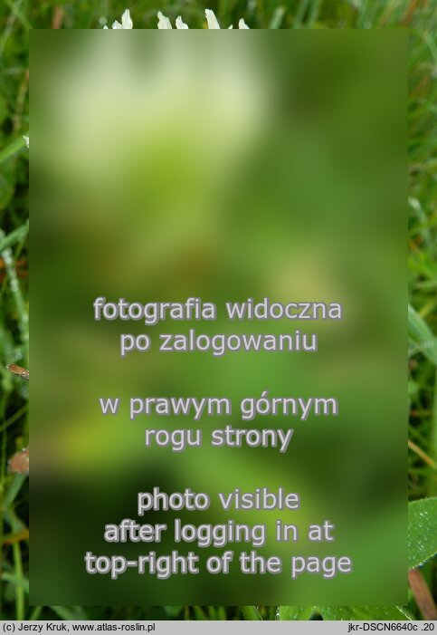 Trifolium pannonicum (koniczyna pannońska)