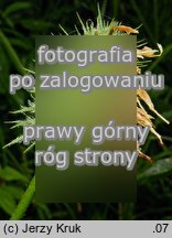 Trifolium pannonicum (koniczyna pannońska)