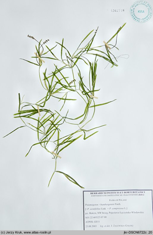 Potamogeton ×bambergensis (rdestnica bamberska)