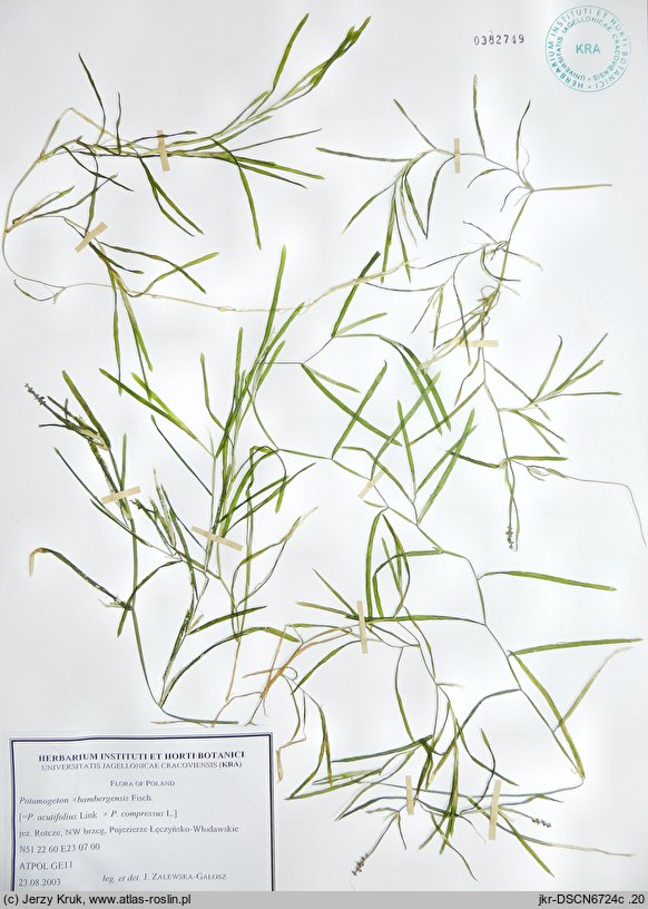 Potamogeton Ã—bambergensis (rdestnica bamberska)