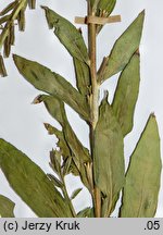 Oenothera deflexa (wiesiołek odgięty)