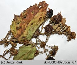 Rubus clusii (jeÅ¼yna Kluzjusza)