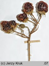 Rubus clusii (jeÅ¼yna Kluzjusza)