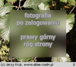 Sorbus graeca (jarząb grecki)