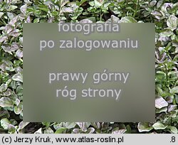 Nasturtium microphyllum (rukiew drobnolistna)