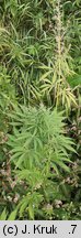 Cannabis sativa var. spontanea (konopie siewne odmiana dzika)