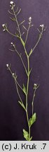Arabidopsis halleri ssp. tatrica (rzodkiewnik Hallera tatrzaÅ„ski)
