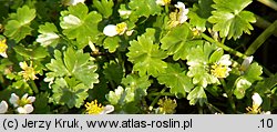 Ranunculus aquatilis s.l. (jaskier wodny s.l.)