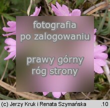 Primula farinosa (pierwiosnek omączony)