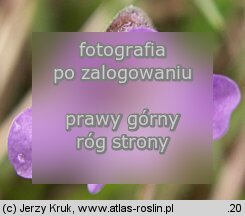 Pinguicula vulgaris ssp. vulgaris (tłustosz pospolity typowy)