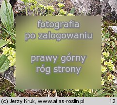 Saxifraga moschata ssp. kotulae (skalnica darniowa Kotuli)