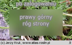 Saxifraga moschata ssp. kotulae