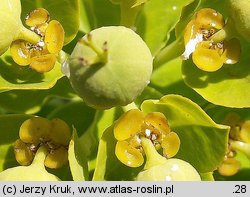 Euphorbia villosa (wilczomlecz wÅ‚osisty)
